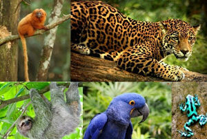Exploring the Rainforest K-3rd 11am