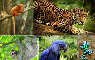 animals