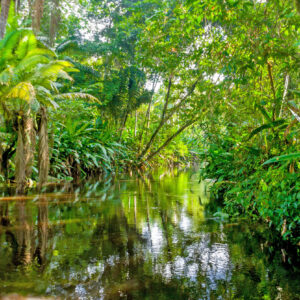 Exploring the Rainforest K-2nd 2pm